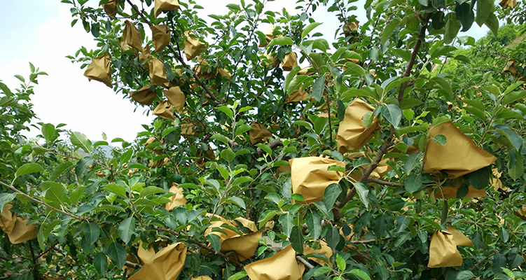 Chartae Fructus Praesidium Bag